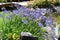 Beautiful Agapanthus plant in a garden setting.