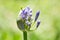 Beautiful agapanthus with selective focus against green background