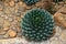 A beautiful Agave Cactus