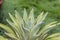 Beautiful agave plant with selective focus and blur background
