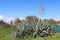 Beautiful agave plants