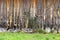 A beautiful aged weathered old natural wood garden fence lined with lush green grass and ivy perfect for background marketing