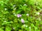 beautiful ageratum conzoides or praxelis flower or flowers of goat