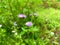 beautiful ageratum conzoides or praxelis flower or flowers of goat