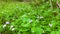 beautiful ageratum conzoides or praxelis flower or flowers of goat