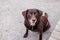 Beautiful aging chocolate labrador retriever smiles while sitting