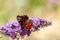 Beautiful Aglais butterfly on purple Buddleja davidii