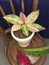 A beautiful aglaonema ornamental exotic plant