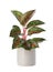 Beautiful Aglaonema plant in flowerpot isolated on white.