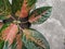 Beautiful aglonema plant, Chinese evergreen leaves