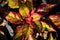 Beautiful Aglonema Plant with Colorful Foliage