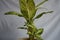 Beautiful Aglonema Plant on white cloth background. Beautiful Foliage