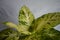 Beautiful Aglonema Plant on white cloth background. Beautiful Foliage