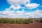 Beautiful agrarian image with apple orchard in the background of a cloudy sky