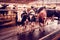 Beautiful agrarian image with cows on a modern livestock farm