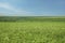 Beautiful agricultural field with ripening wheat crop