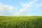 Beautiful agricultural field with ripening wheat crop