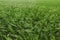 Beautiful agricultural field with ripening wheat crop