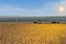 Beautiful agricultural landscape with filed of golden wheat and two old tractors equipped with seeders