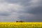 Beautiful agricultural landscape. Rapeseed oil field. Yellow oilseed rape crop