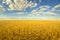 Beautiful agricultural landscape showing ripe wheat in summer