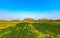 Beautiful agriculture rice field landscape with bright blue sky