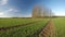 Beautiful agriculture spring time landscape, time lapse 4K