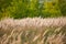 Beautiful agriculture sunset landscape. Ears of golden wheat close up. Rural scene under sunlight. Summer background of ripening