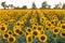 Beautiful agricultutal field of blooming yellow flowers of sunflower. Summer agricultural background. Source of sunflower cooking