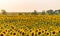 Beautiful agricultutal field of blooming yellow flowers of sunflower. Summer agricultural background. Source of sunflower cooking