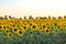Beautiful agricultutal field of blooming yellow flowers of sunflower. Summer agricultural background. Source of sunflower cooking