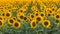 Beautiful agricultutal field of blooming yellow flowers of sunflower. Summer agricultural background. Source of sunflower cooking