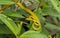 Beautiful Ahaetulla snake in Borneo Indonesia.