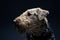 Beautiful Airdale Terrier in studio with dark background