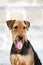 Beautiful airedale terrier dog portrait