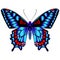 Beautiful airy delicate butterfly in blue with red color decorations.Vector  illustration on a white background