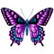 Beautiful airy delicate butterfly of purple color with blue color decorations.Vector  illustration on a white background.