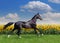 Beautiful akhal-teke horse