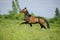 Beautiful akhal-teke horse in the summer field