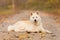 Beautiful Akita dog in the forest