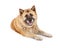 Beautiful Akita Dog Laying