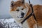 Beautiful akita inu hachiko covered in snow on leash