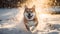 A beautiful Akita-Inu running outside in the snow. Generative AI