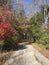 Beautiful Alabama Outdoor Autumn Landscape with Pine Trees and Hardwoods