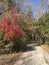 Beautiful Alabama Outdoor Autumn Landscape with Pine Trees and Hardwoods