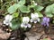 Beautiful Alabama Southern Woodland Violet - Viola hirsutula Brainerd