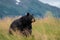 Beautiful Alaska Black Bear sits in a meadow, looking off to the side, tongue out