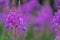 Beautiful Alaska fireweed purple wildflower, blurred background
