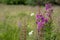 Beautiful Alaska fireweed purple wildflower. Extra copy space