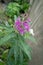 Beautiful Alaska fireweed wildflower along Hatcher Pass near Palmer, Alaska